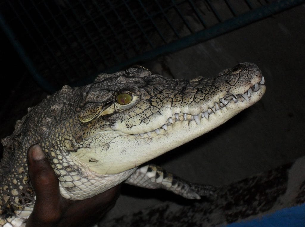 Nile Crocodiles