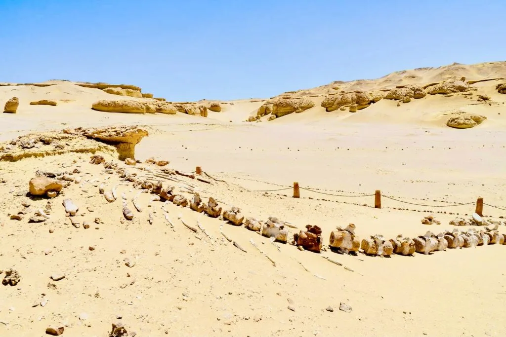 Discover Wadi Al-Hitan: Top Egypt's Ancient Marine History 1 Whales