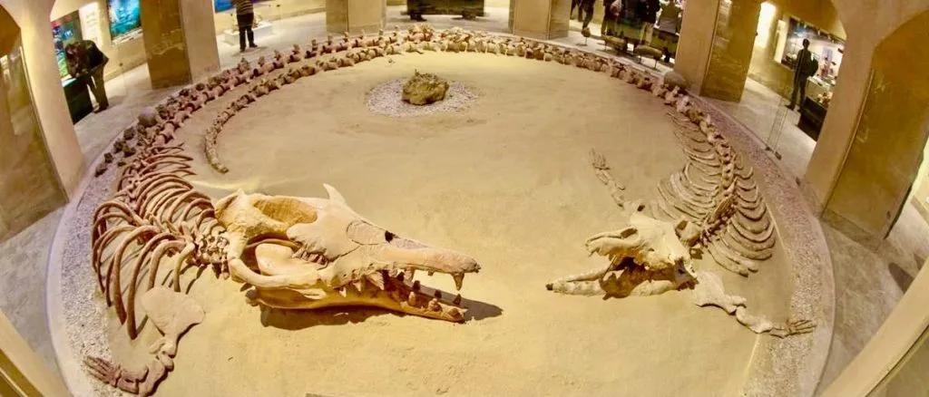 Discover Wadi Al-Hitan: Top Egypt's Ancient Marine History 2 Hitan Museum